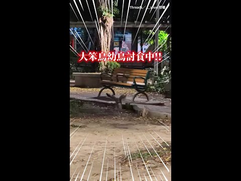 【根本討債現場】巨嬰大笨鳥討食方式有夠激烈！逼得鳥媽媽狼狽逃難QQ #Shorts thumbnail