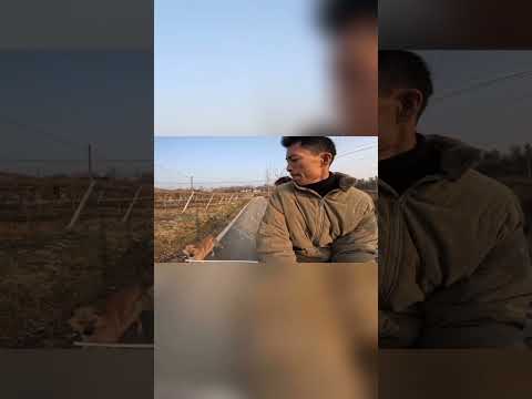 حل غير متوقع للتعامل مع كلاب الشوارع thumbnail