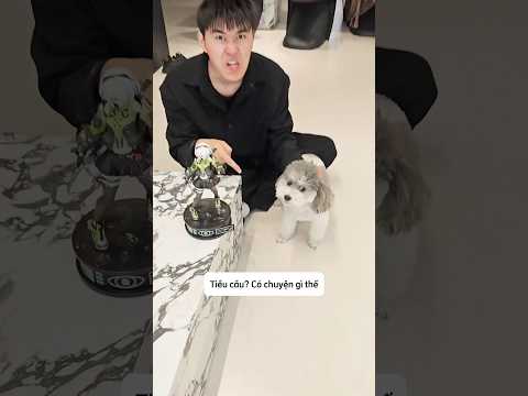 Tiểu Cẩu truy tìm quỹ đen của ba #shorts thumbnail