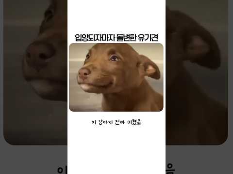 보호소에서 사람만 보면 웃던 강아지, 그 소름 돋는 진짜 이유 thumbnail