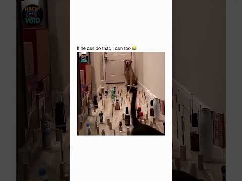Cat vs Dog #cat #dog #challenge thumbnail
