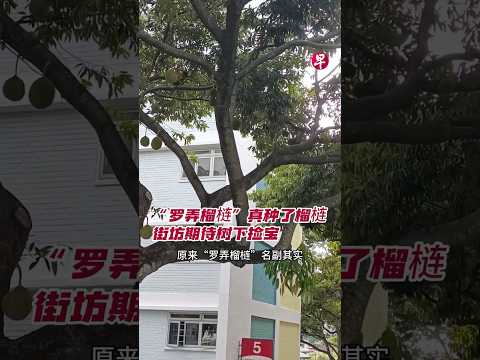 “罗弄榴梿”真种了榴梿 街坊期待树下捡宝  #zaobaosg  #新加坡  #sgnews thumbnail