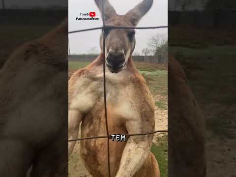 Почему Кенгуру Качки 💪 thumbnail