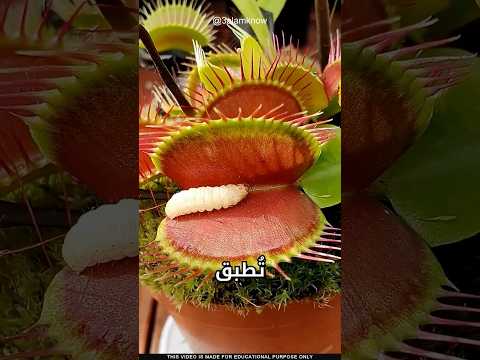 ما سر هذه النبتة thumbnail