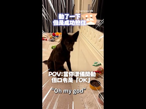 【媽媽要玩幾次XD】聽到「OK」才開動！汪發現不是...趕緊煞住太可愛 #Shorts thumbnail