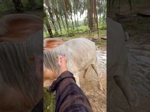 Suntikan vitamin nafsu makan pada sapi dara liar #shorts #cow #animals thumbnail