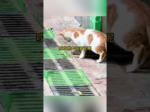 小樣的我就知道你還會出來！看黃曆也沒用 #搞笑配音 #搞笑 #funny thumbnail