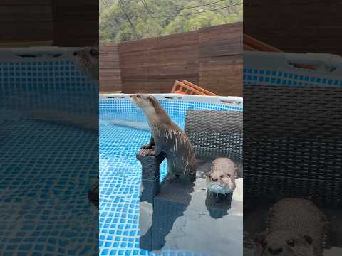 「ここの座り心地、最高やな…」水中でお座りするカワウソが現る😳😳  Otters Appears Sitting Right in the Water #shorts thumbnail
