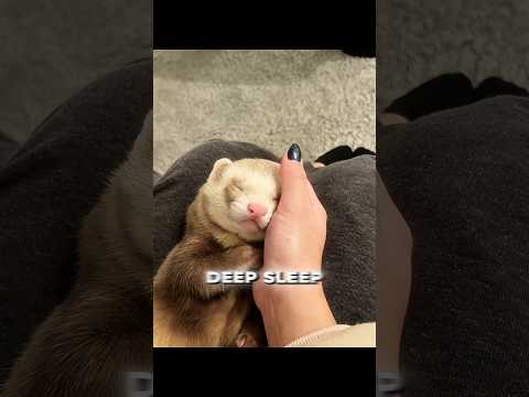 #animals thumbnail