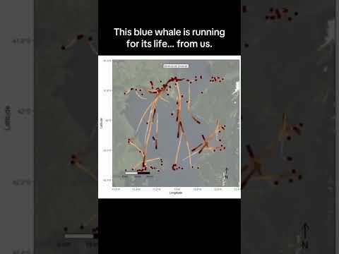 This blue whale is running for its life... from us. thumbnail