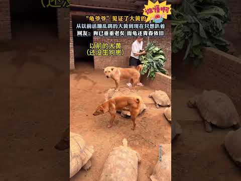 龟爷爷见证了大黄的一生狗已垂垂老矣而龟还青春依旧 thumbnail