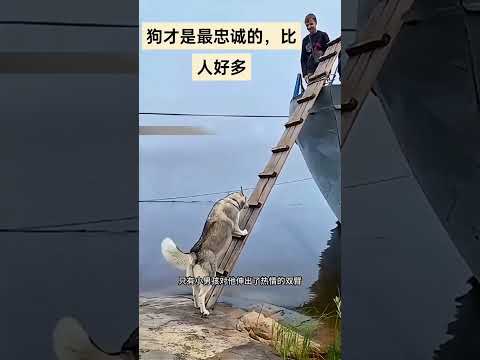 狗才是最忠诚的，比人好太多了！ #影視解説#感人壹幕  #影视聚焦#科普 #熱門 #精彩影视 #影視解説  #搞笑 thumbnail