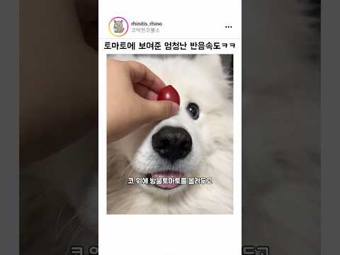 토마토에 보여준 엄청난 반응속도 ㅋㅋㅋ thumbnail