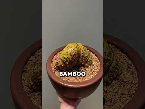How they transform this bamboo into something special 🤯 thumbnail