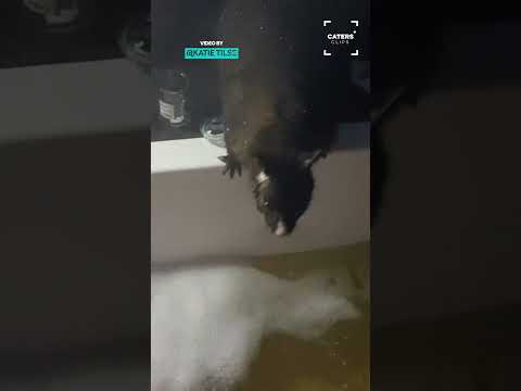 When A Possum Crashes Your Bath 😂 #possum thumbnail