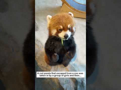 The Escaped Red Panda #lovestory #wildliferescue #animals #rescueefforts #cute#redpanda #love thumbnail