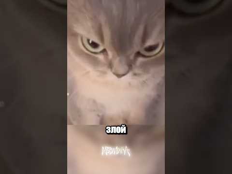 Кота отменяют thumbnail