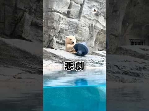しろくまキッズ、おもちゃを落とす…｜PECO thumbnail