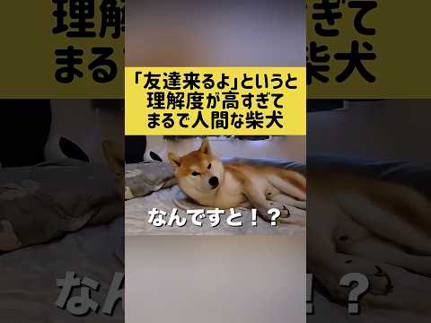 「友達来るよ」というと理解度が高すぎてまるで人間な柴犬 #shibainu #柴犬 #shorts thumbnail