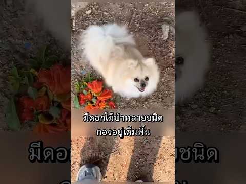 สุนัขที่เกือบถูกทิ้ง กลับพยายามช่วยชีวิตเจ้าของ thumbnail
