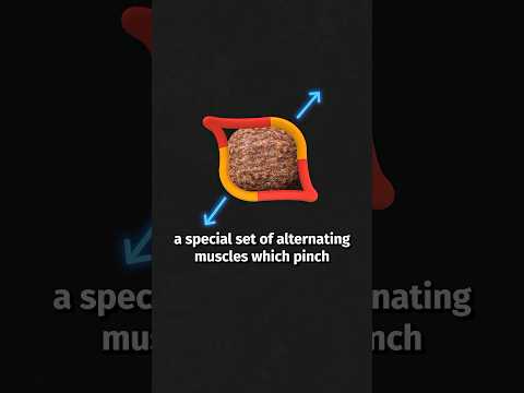 Wombats Poop Cubes thumbnail