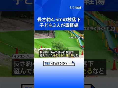 長さ約4.5メートルの枝が落下　子ども3人が重軽傷　「イヌエンジュ」の木、強風で折れたか　京都・宇治市の運動公園｜TBS NEWS DIG#shorts thumbnail