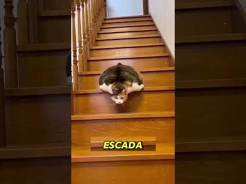 a gata mais flexivel do mundo #lunatico thumbnail