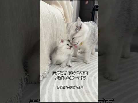 🇨🇳 新生的第一天，世界被温柔包围 🇬🇧 On the first day of life, the world is wrapped in tenderness thumbnail