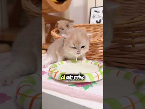 Cô bé nghĩ ra cách cho cả đàn mèo con bú cùng lúc 🍼♥️ thumbnail