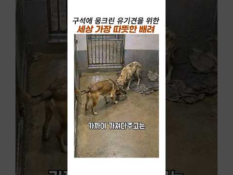 보호소 웅크린 유기견을위한 세상가장따뜻한 배려#유기견보호소#감동 동물 thumbnail