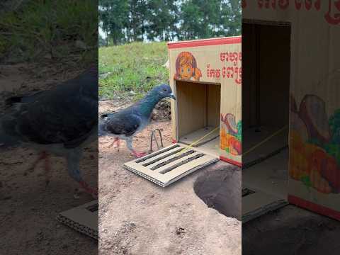 Really Quick Pigeon Trap Make From Cardboard Box #youtubeshorts thumbnail