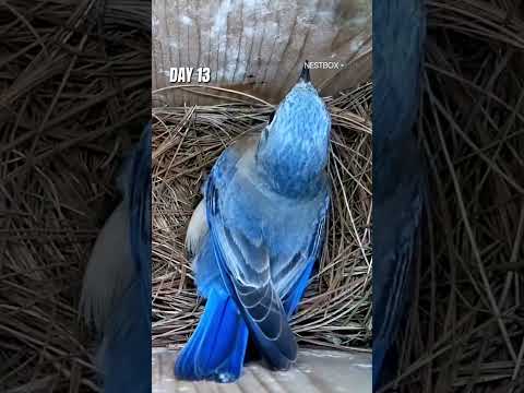 American Bluebird's intriguing nest creation process #shorts #birds #animals #wildlife #birdwatching thumbnail