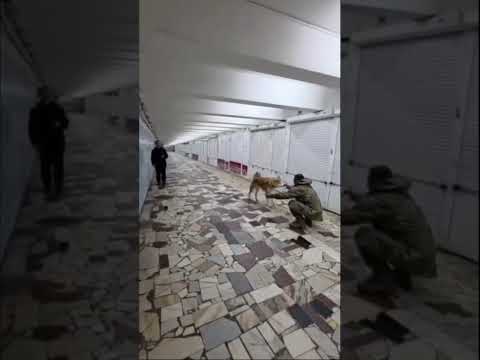 Встреча украинского воина с собакой! До слез! Крымский ветер #зсу #news #dog #shorts #army thumbnail