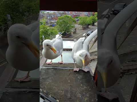 My Pet Seagulls Fight Over Salmon! thumbnail