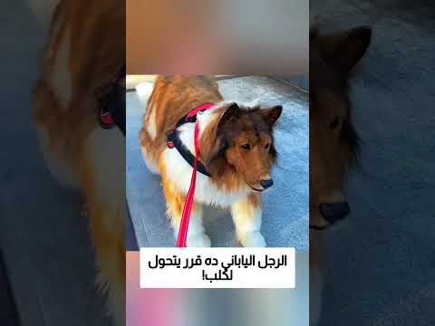 الرجل الياباني ده قرر يتحول لكلب! thumbnail