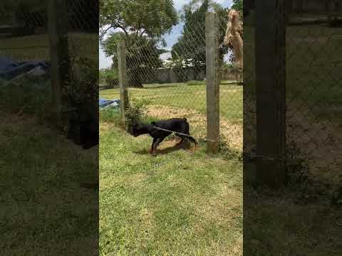 dog training tips #dog thumbnail
