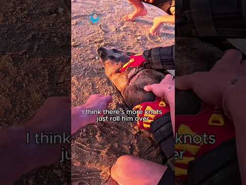 Wounded Baby Seal Rescued #shorts thumbnail