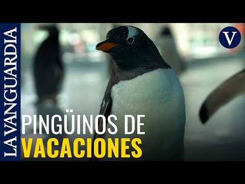 Pingüinos en aguas termales: el insólito resort chino donde los visitantes se bañan junto a ellos thumbnail