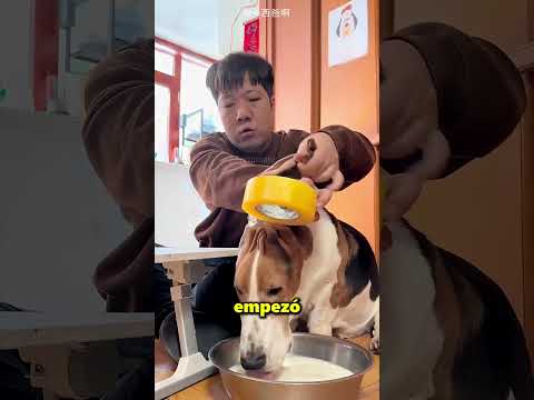 Este Perrito Tiene Unas Orejas Muy Largas 😲🐶 thumbnail