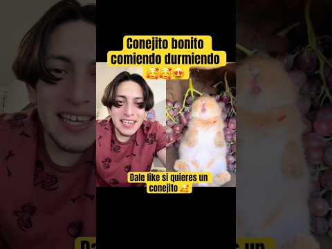 Conejito bonito durmiendo comiendo🥰😍😍 - Hey Crispin #cute thumbnail