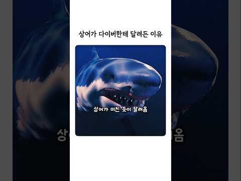 상어가 다이버한테 달려든 이유 thumbnail