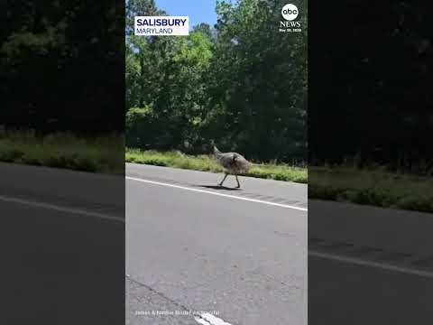 Escaped emu leads police on highway chase thumbnail