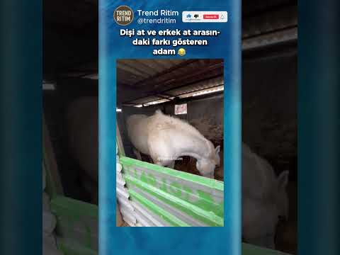 Erkek At İle Dişi Atı Karşılaştıran Adam 🤣😁 thumbnail
