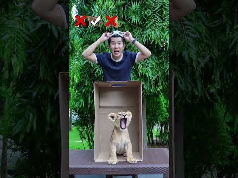 Coba Tebak Hewannya #alethaabew thumbnail