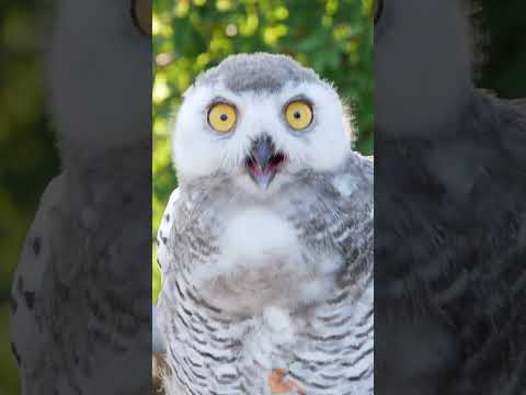 Funny Owl #travel #funny #shorts thumbnail