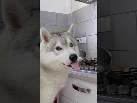 POV: Dimentichi la pentola sui fornelli MA hai dei CANI 😰🐶🫣 #cane #cani #dog #dogs #comedy thumbnail
