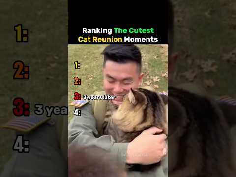 Ranking The Cutest Cat Reunion Moments #cat thumbnail