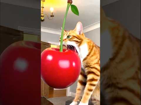 Marvelous Dancing Polish Cow funny cat Cherry asmr cow dance Cow Videos animal funny video thumbnail