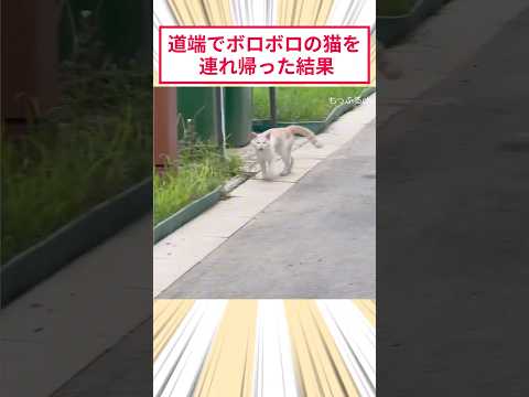 道端でボロボロの猫を連れ帰った結果 #2ch動物スレ #猫動画 #猫のいる暮らし thumbnail