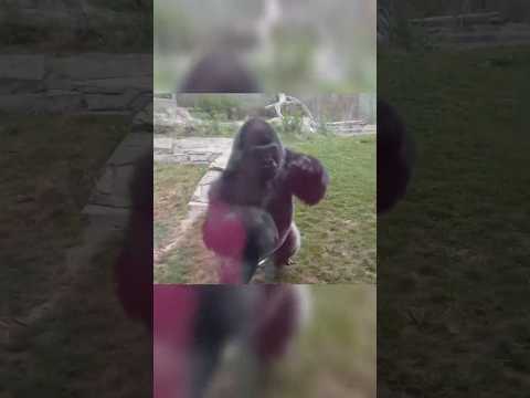 غوريلا غاضب يكسر الزجاج thumbnail